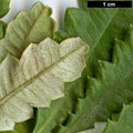 SpeciesSub: var. praemorsa